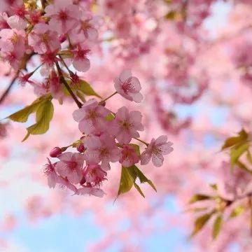 石家庄市华北小镇的长尾关键词有哪些