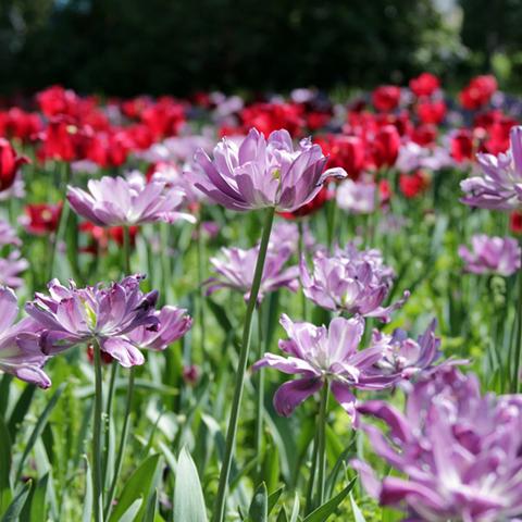 哈尔滨全年温度？