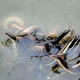 龙眼湖公园什么时候开工？