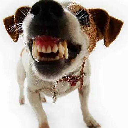 桂林市七星区哪里可以打狂犬疫苗