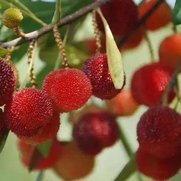 长沙有哪些水果批发市场？