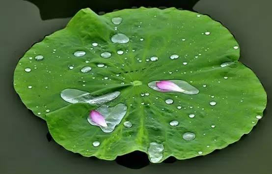 艾叶可以蒸什么美食（艾蒿怎么做法）