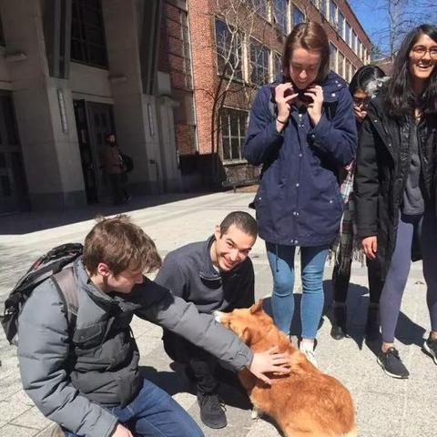 合肥撸柯基店相关长尾关键词有哪些