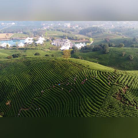 为什么浙江安吉白茶都是福建？