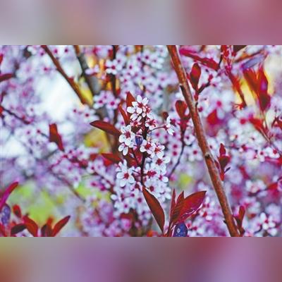 兰州市有海棠花园吗在哪里