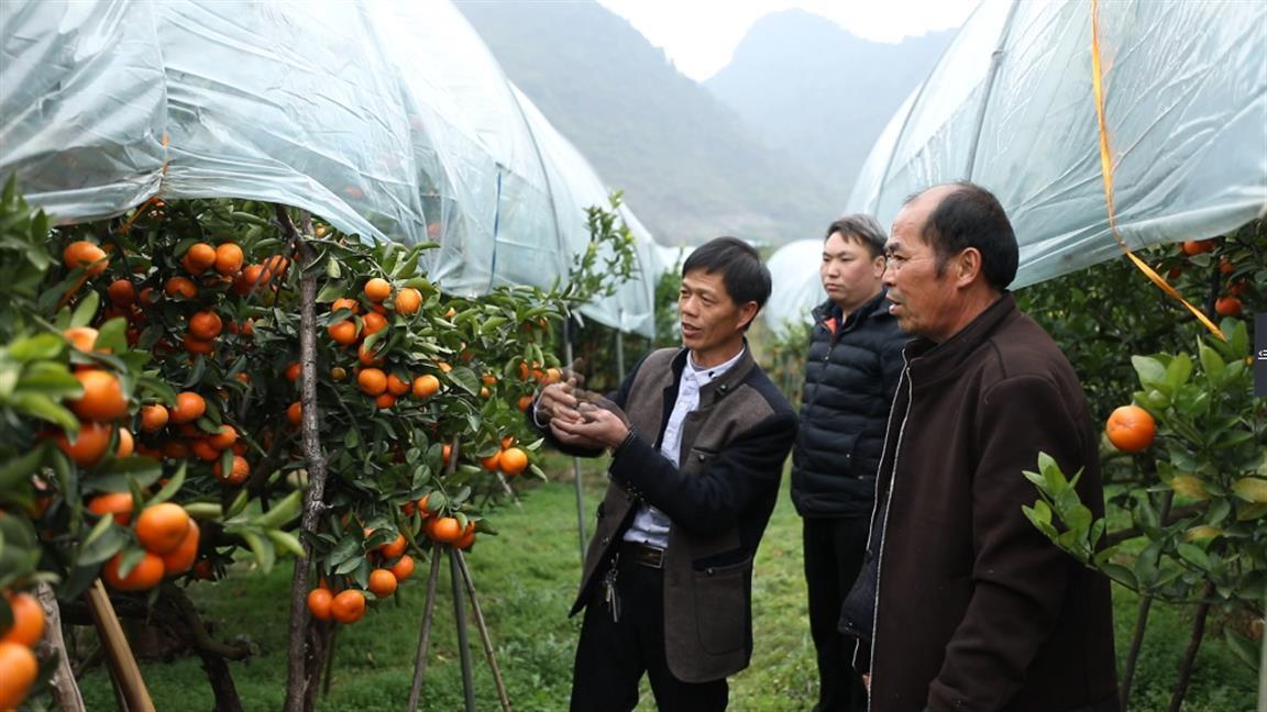 回龍圩柑橘種植手藝_湖南永州有什么特產