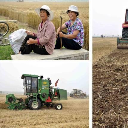 临沂市郯城县收麦的长尾关键词有哪些