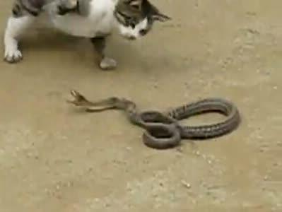周公解梦，猫吸蛇与猫斗，梦境背后的深层含义
