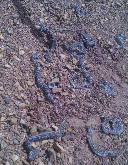 做梦梦到打死蛇，解析梦境背后的深层含义