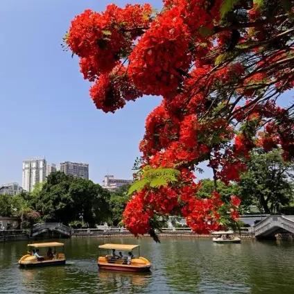厦门市区有什么花开了