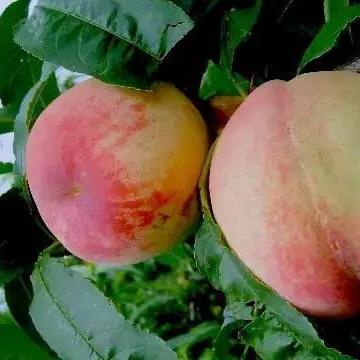 苏州市有什么水果树种植