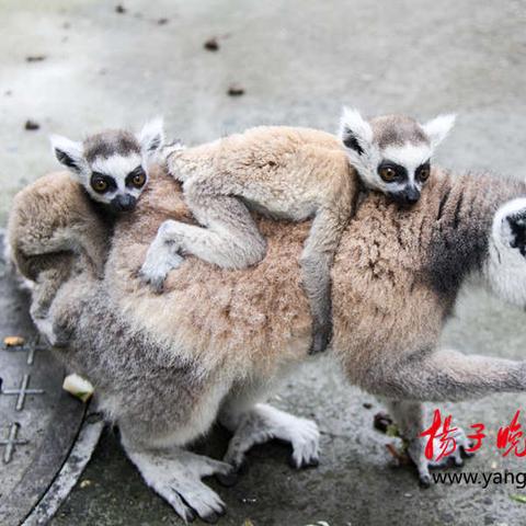 无锡市萌宠乐园的长尾关键词有哪些