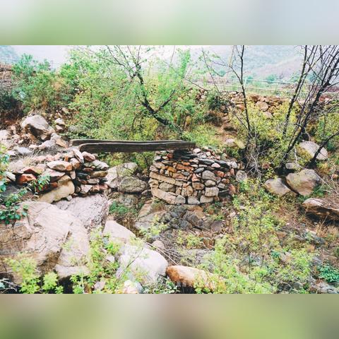 石家庄市哪里油菜花多