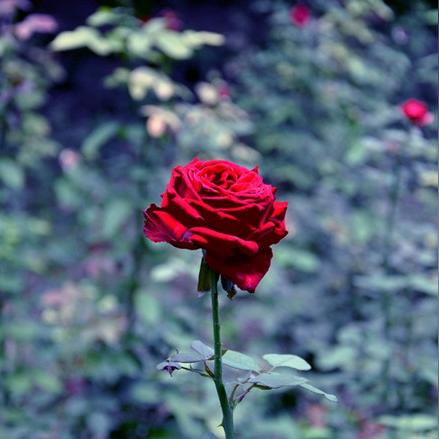 大连中山蔷薇园的相关长尾关键词有哪些