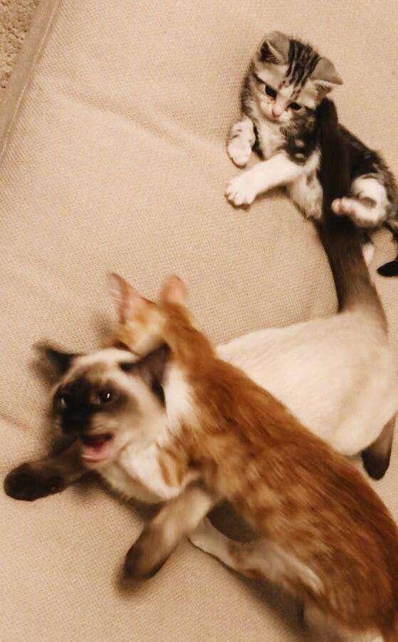 父爱如猫，解读梦中养猫的深层含义——谁能帮我释梦我爸梦见自己养了一只猫？