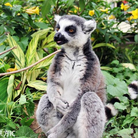 生肖猴4月1日运势(生肖猴4月1日运势如何)