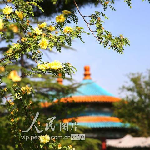 迎春花是不是春天的花？