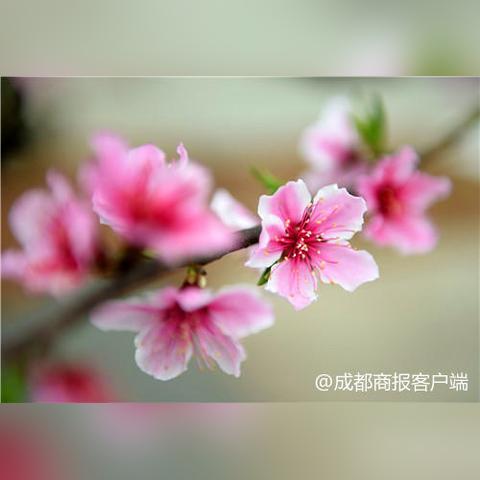成都九月平均气温的长尾关键词有哪些
