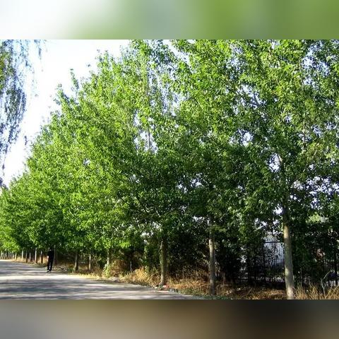 合肥市为什么种植杨树