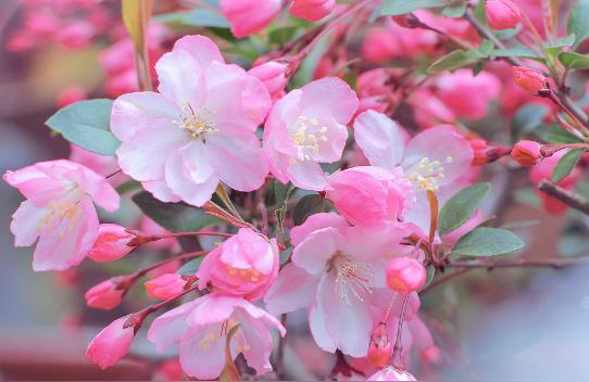 室内盆栽海棠会开花吗,盆栽海棠花怎么养?