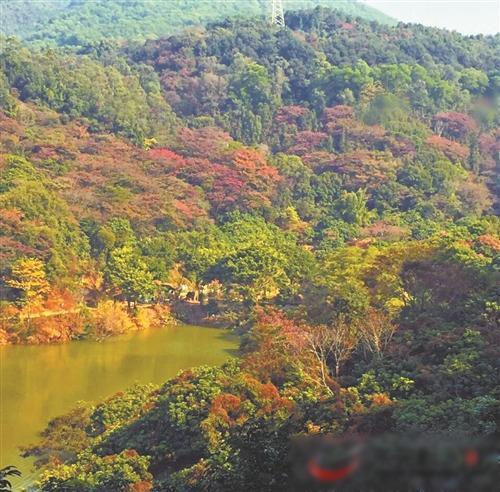 东莞大岭山鲜花店,春季旅游胜地有哪些?"