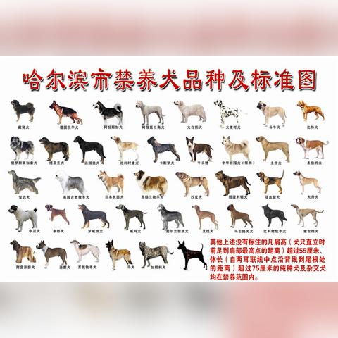 哈尔滨市禁养什么犬种