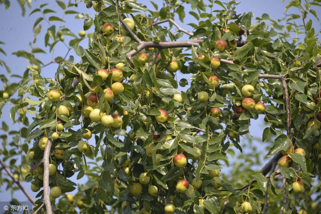 梦境的深意，解析我梦见了生了孩子，梦见两条条，却又梦见生的两个儿子的寓意