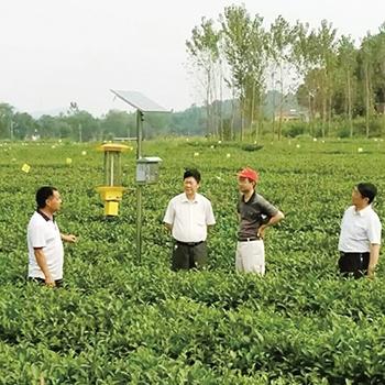 河南信阳生产什么茶叶好