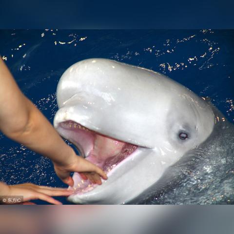 大连市海洋馆在什么区