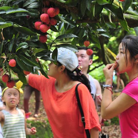 福建哪个地方有香蕉