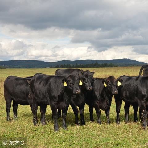 哈尔滨养牛基地相关长尾关键词有哪些