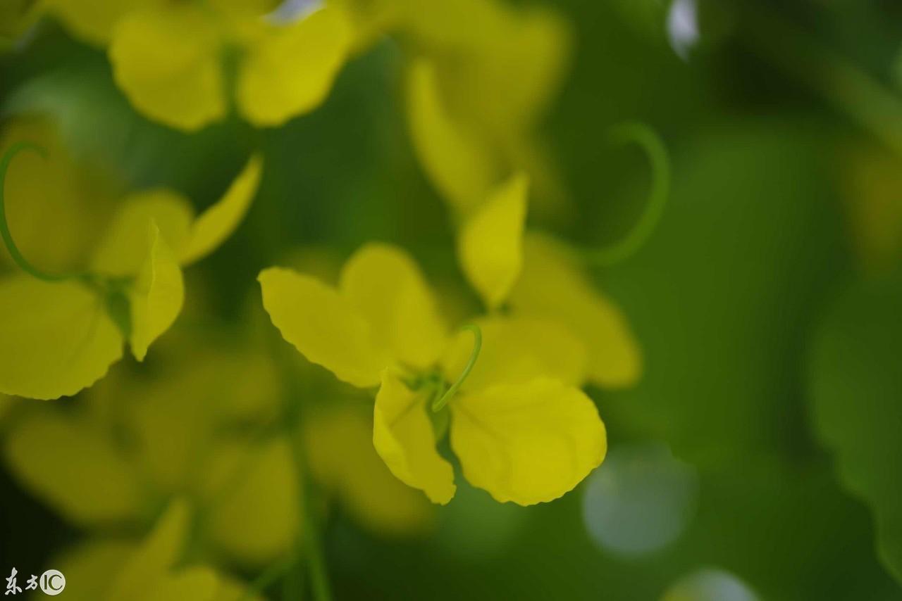 腊肠树花期,开花肠是什么意思?"