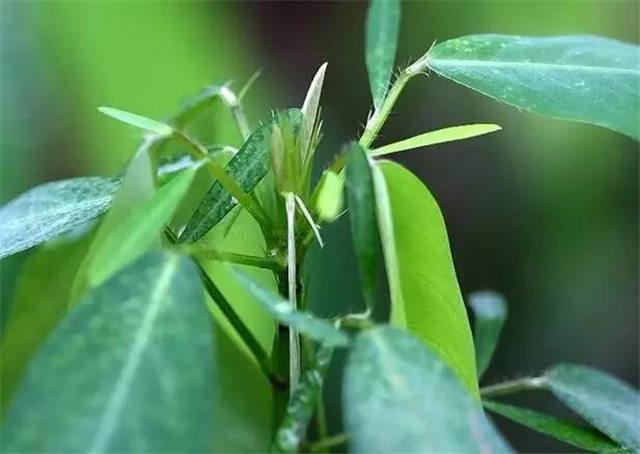 跳舞草 盆栽,什么植物会动?