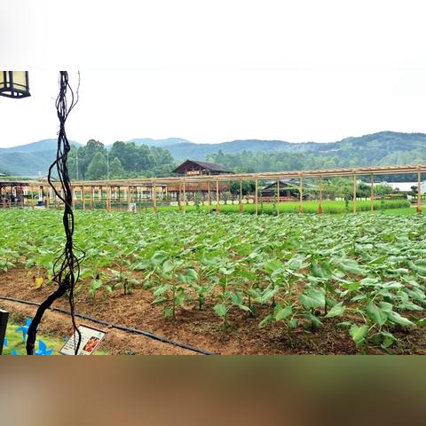 佛山市高明碧桂园二手房的长尾关键词有什么