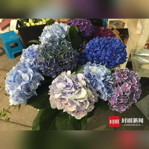 天津玫瑰花销量怎么样