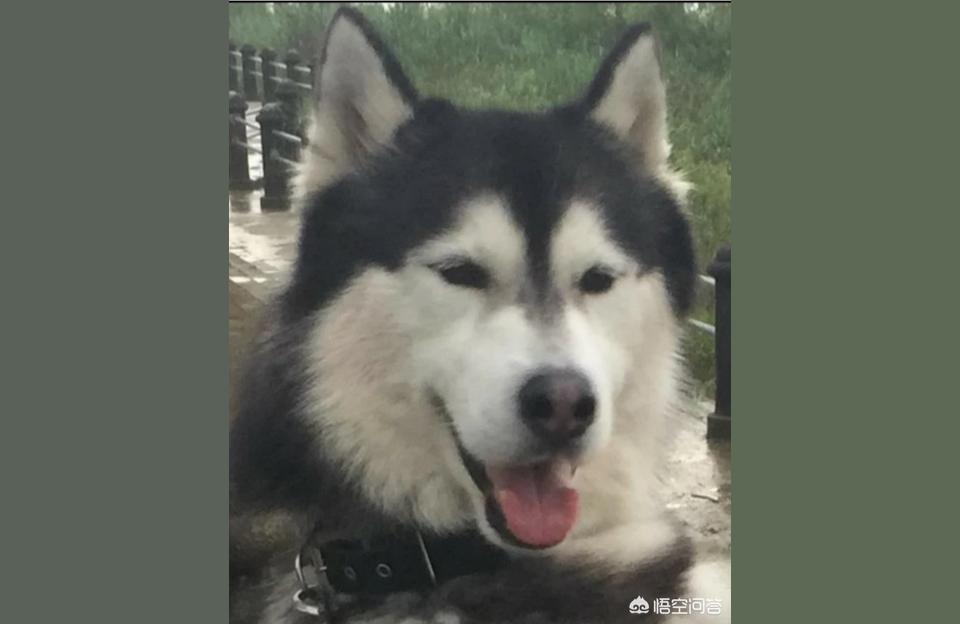 黄金科学技术科学小论文黄金分割是如何发现的