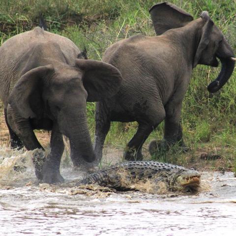 桂林山水大象喝水视频相关长尾关键词有哪些