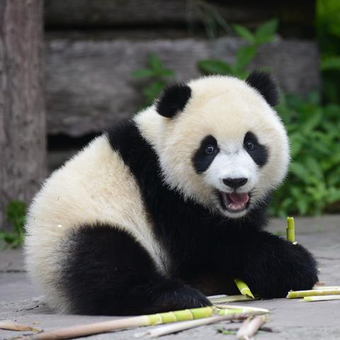 小兔子乖乖儿歌视频大全.小兔子乖乖儿歌视频大全播放熊猫吃竹子? 小兔子乖乖儿歌视频大全.小兔子乖乖儿歌视频大全播放熊猫吃竹子?