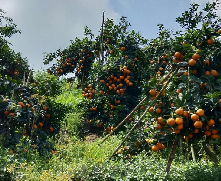 柑橘種植手藝的冊(cè)本_湘西特產(chǎn)