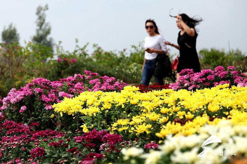 菊花盆栽每盆几株,菊花高压繁殖方法?