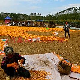 周口市批发玉米棒在哪里