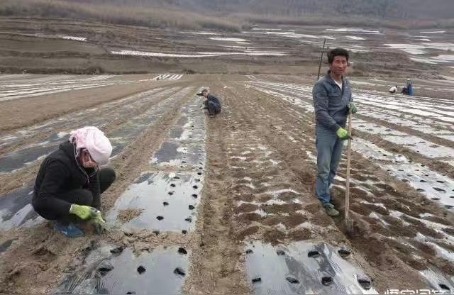 柑橘下種植當歸手藝要點_那種膚量要怎么護膚