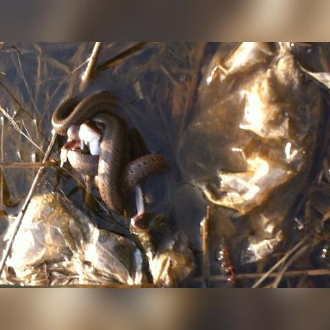 福建蛇和蛙的相关长尾关键词有哪些