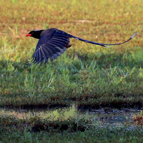 武汉到安徽黄山的长尾关键词有什么