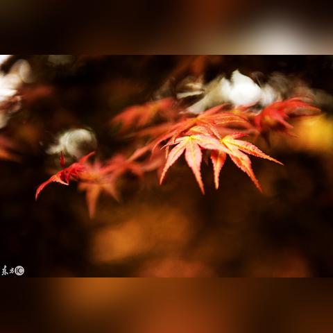 重庆五洲园怎么样