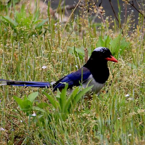 ai人工智能ic的相关长尾关键词有哪些