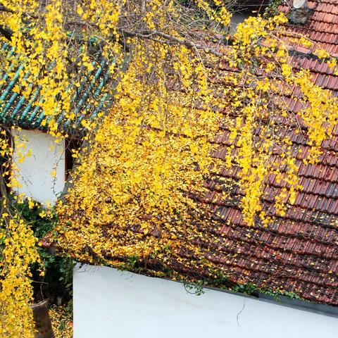 武汉市种什么树