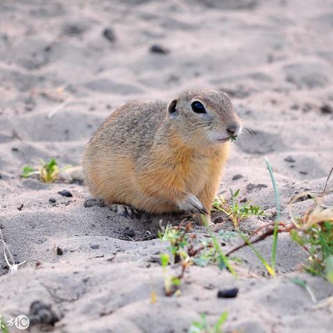 河南种沙葱什么时候种植
