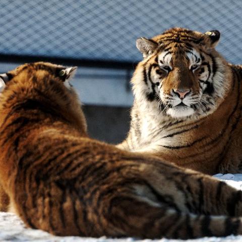 哈尔滨市的虎园在哪里