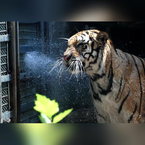 济南动物园 图相关长尾关键词有哪些